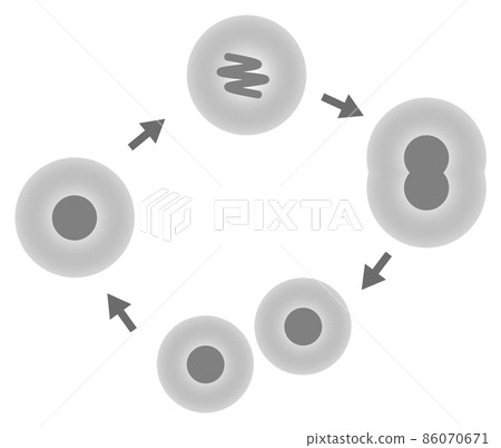 Illustration of cells dividing and proliferating Illustration of cells dividing and proliferating 86070671