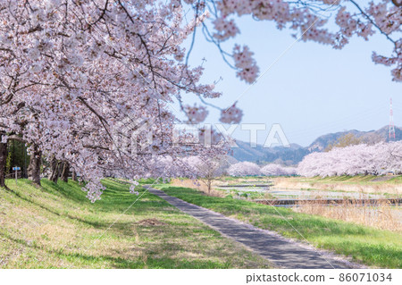 "Saitama Prefecture" Kodama Senbonzakura 86071034