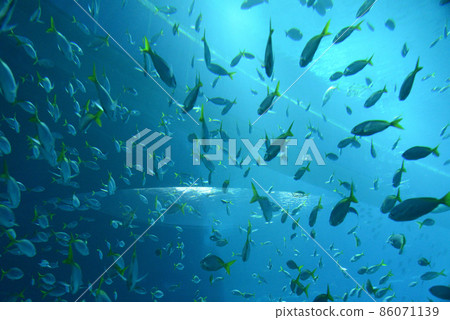 海洋水族館水族館（聖淘沙島）/新加坡 86071139