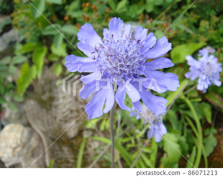 Alpine plant Alpine plant 86071213
