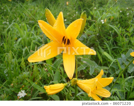 Alpine plant 86071220