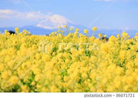油菜花盛開的山丘和被雪覆蓋的富士山 86071721