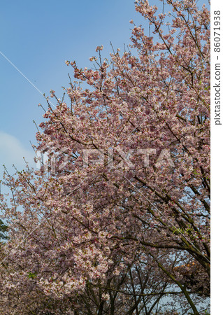 Close up shot of pink cherry tree blossom in Taiwan Close up shot of pink cherry tree blossom in Taiwan 86071938