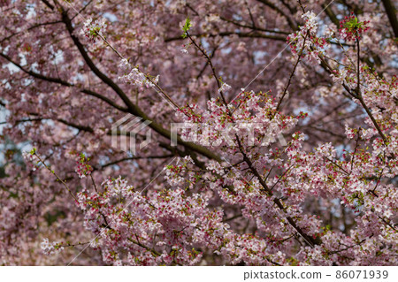 Close up shot of pink cherry tree blossom in Taiwan Close up shot of pink cherry tree blossom in Taiwan 86071939