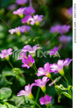 Close up shot of Oxalis articulata blossom Close up shot of Oxalis articulata blossom 86071954