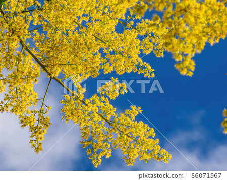Close up shot of Koelreuteria paniculata blossom 86071967