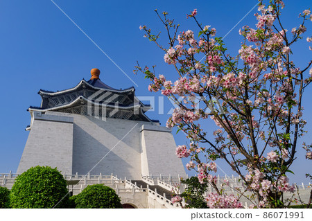 Close up shot of pink cherry tree blossom in National Chiang Kai-shek Memorial Hall 86071991