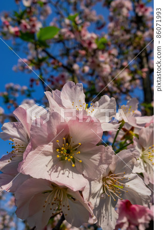 Close up shot of pink cherry tree blossom Close up shot of pink cherry tree blossom 86071993
