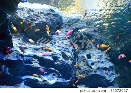 海洋水族館水族館(聖淘沙島)/新加坡 海洋水族館水族館(聖淘沙島)/新加坡 86072067