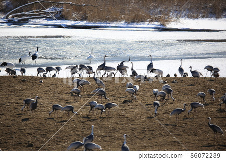 Cheorwon-gun.Chorwon Crane Village.DMZ Cheorwon-gun.Chorwon Crane Village.DMZ 86072289
