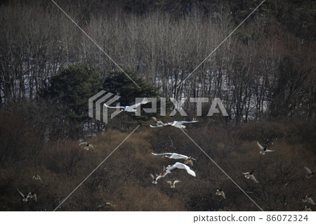 鐵原郡.鐵原鶴村.DMZ 86072324