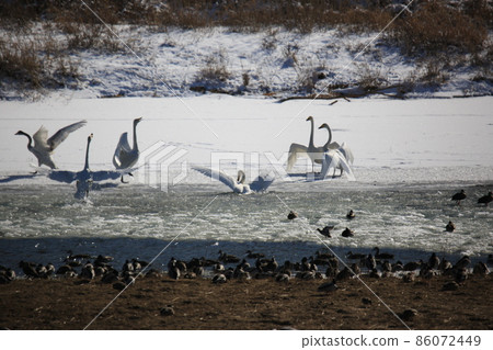 Cheorwon-gun.Chorwon Crane Village.DMZ 86072449