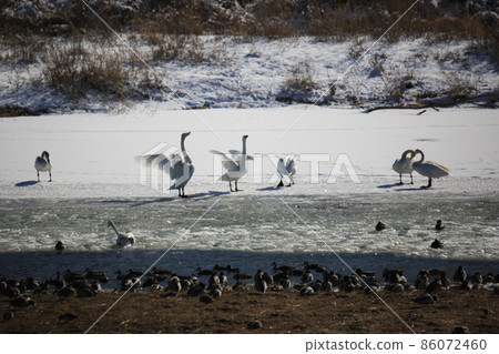 Cheorwon-gun.Chorwon Crane Village.DMZ Cheorwon-gun.Chorwon Crane Village.DMZ 86072460