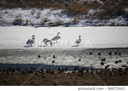 Cheorwon-gun.Chorwon Crane Village.DMZ Cheorwon-gun.Chorwon Crane Village.DMZ 86072462