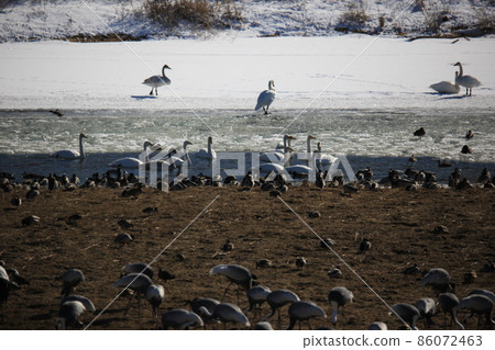 Cheorwon-gun.Chorwon Crane Village.DMZ Cheorwon-gun.Chorwon Crane Village.DMZ 86072463