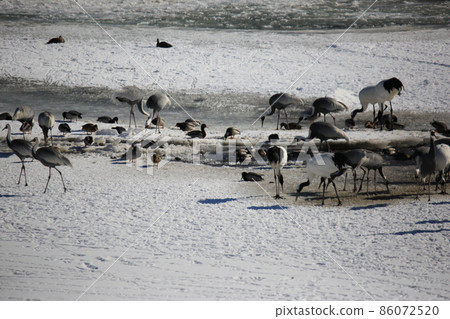 鐵原郡.鐵原鶴村.DMZ 鐵原郡.鐵原鶴村.DMZ 86072520