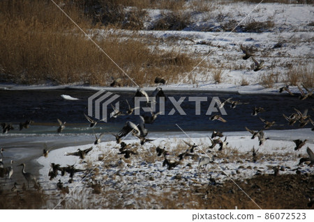 鐵原郡.鐵原鶴村.DMZ 鐵原郡.鐵原鶴村.DMZ 86072523