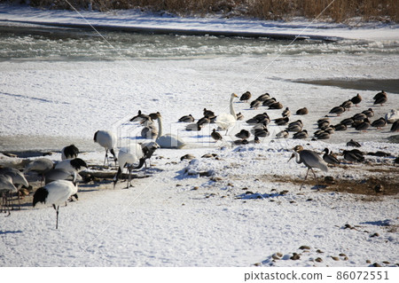 Cheorwon-gun.Chorwon Crane Village.DMZ Cheorwon-gun.Chorwon Crane Village.DMZ 86072551
