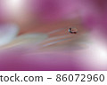 Beautiful Macro Shot of Magic Flowers.Border Art Design.Magic Light.Extreme Close up Photography.Conceptual Abstract Image.White and Violet Background.Fantasy Art.Creative Wallpaper.Beautiful Nature. 86072960