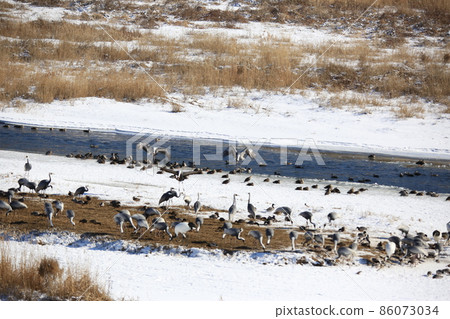 Cheorwon-gun, Cheorwon Crane Village. Exploration 86073034