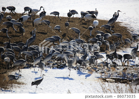 Cheorwon-gun, Cheorwon Crane Village. Exploration 86073035