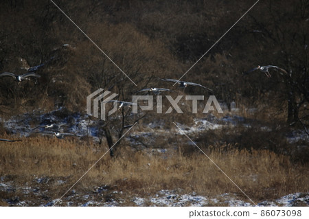 鐵原郡鐵原鶴村。 鐵原郡鐵原鶴村。 86073098