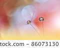 Beautiful Nature Background.Floral Art Design.Abstract Macro Photography.Pastel Flower.Dandelion Flowers.Orange Background.Creative Artistic Wallpaper.Wedding Invitation.Celebration,love.Close up View 86073130