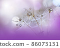 Beautiful Nature Background.Floral Art Design.Abstract Macro Photography.Pastel Flower.Dandelion Flowers.Violet Background.Creative Artistic Wallpaper.Wedding Invitation.Celebration,love.Close up View 86073131