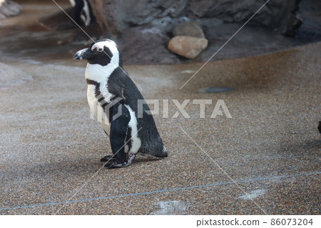 Aquarium landscape with one African penguin Aquarium landscape with one African penguin 86073204