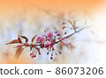 Beautiful Nature Background.Floral Art Design.Abstract Macro Photography.Colorful Flower.Spring Flowers.Creative Artistic Wallpaper.Celebration,love.Close up View.Happy Holidays.Copy Space.White Color 86073206