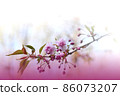 Beautiful Nature Background.Floral Art Design.Abstract Macro Photography.Colorful Flower.Spring Flowers.Creative Artistic Wallpaper.Celebration,love.Close up View.Happy Holidays.Copy Space.White Color 86073207