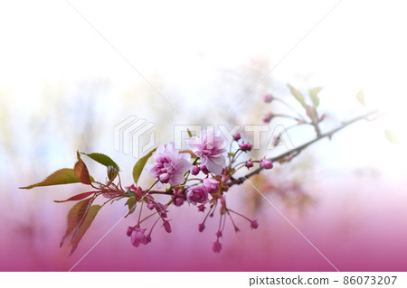 Beautiful Nature Background.Floral Art Design.Abstract Macro Photography.Colorful Flower.Spring Flowers.Creative Artistic Wallpaper.Celebration,love.Close up View.Happy Holidays.Copy Space.White Color Beautiful Nature Background.Floral Art Design.Abstract Macro Photography.Colorful Flower.Spring Flowers.Creative Artistic Wallpaper.Celebration,love.Close up View.Happy Holidays.Copy Space.White Color 86073207