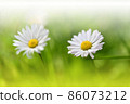 Beautiful Nature Background.Floral Art Design.Abstract Macro Photography.White Daisy Flower.Soft Focus.Pastel Flowers.Green Background.Creative Artistic Wallpaper.Wedding Invitation.Celebration,love. 86073212