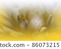 Beautiful Nature Background.Floral Art Design.Abstract Macro Photography.Chrysanthemum Flower.White Background.Creative Artistic Wallpaper.Wedding Invitation.Celebration,love.Close up View.Happy. 86073215