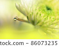 Beautiful Nature Background.Floral Art Design.Abstract Macro Photography.Daisy Flower.Pastel Chrysanthemum Flowers.Yellow Background.Creative Artistic Wallpaper.Wedding Invitation.Celebration,love. 86073235