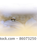 Beautiful Nature Background.Floral Art Design.Abstract Macro Photography.White Daisy Flower.Pastel Flowers.White Background.Creative Artistic Wallpaper.Wedding Invitation.Celebration,love.Close up. 86073250