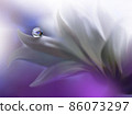 Beautiful Nature Background.Floral Art Design.Abstract Macro Photography.White Daisy Flower.Pastel Flowers.White Background.Creative Artistic Wallpaper.Wedding Invitation.Celebration,love.Close up. 86073297