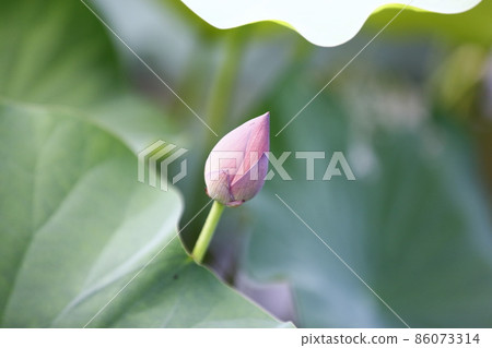 Lotus  Lotus 86073314