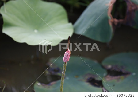 Lotus  Lotus 86073325