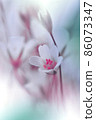 Beautiful Macro Photo.Magic Flowers.Border Art Design. Extreme Close up Photography.Conceptual Abstract Image.White Background.Fantasy Art.Creative Wallpaper.Beautiful Nature Background.Amazing Spring 86073347