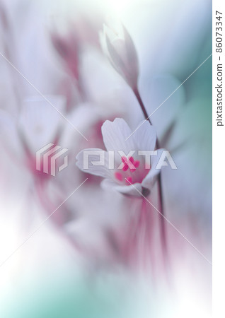 Beautiful Macro Photo.Magic Flowers.Border Art Design. Extreme Close up Photography.Conceptual Abstract Image.White Background.Fantasy Art.Creative Wallpaper.Beautiful Nature Background.Amazing Spring Beautiful Macro Photo.Magic Flowers.Border Art Design. Extreme Close up Photography.Conceptual Abstract Image.White Background.Fantasy Art.Creative Wallpaper.Beautiful Nature Background.Amazing Spring 86073347