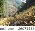 Mitsumata colony of Tsukudetashiro, Shinshiro-shi 86073532