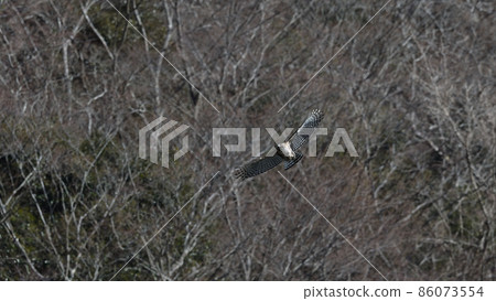 山鷹鷹在冬日的陽光下飛翔 86073554