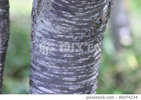 Bark of various faces Bark of various faces 86074234