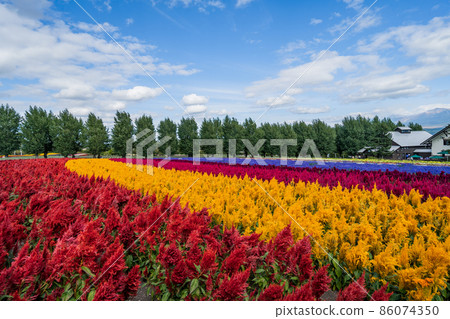 Carpet of flower garden (Japan-Hokkaido-Farm Tomita) 86074350