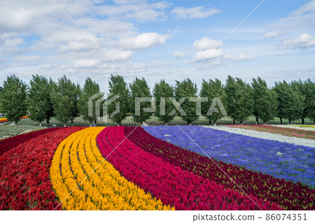 Carpet of flower garden (Japan-Hokkaido-Farm Tomita) 86074351