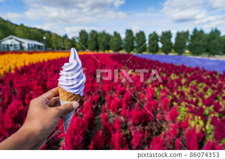 Carpet of flower garden (Japan-Hokkaido-Farm Tomita) Carpet of flower garden (Japan-Hokkaido-Farm Tomita) 86074353
