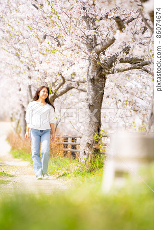 Female cherry blossom trees walk Female cherry blossom trees walk 86074674
