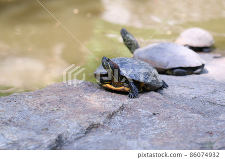 可愛的動物 可愛的動物 86074932