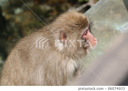 可愛的動物 可愛的動物 86074933